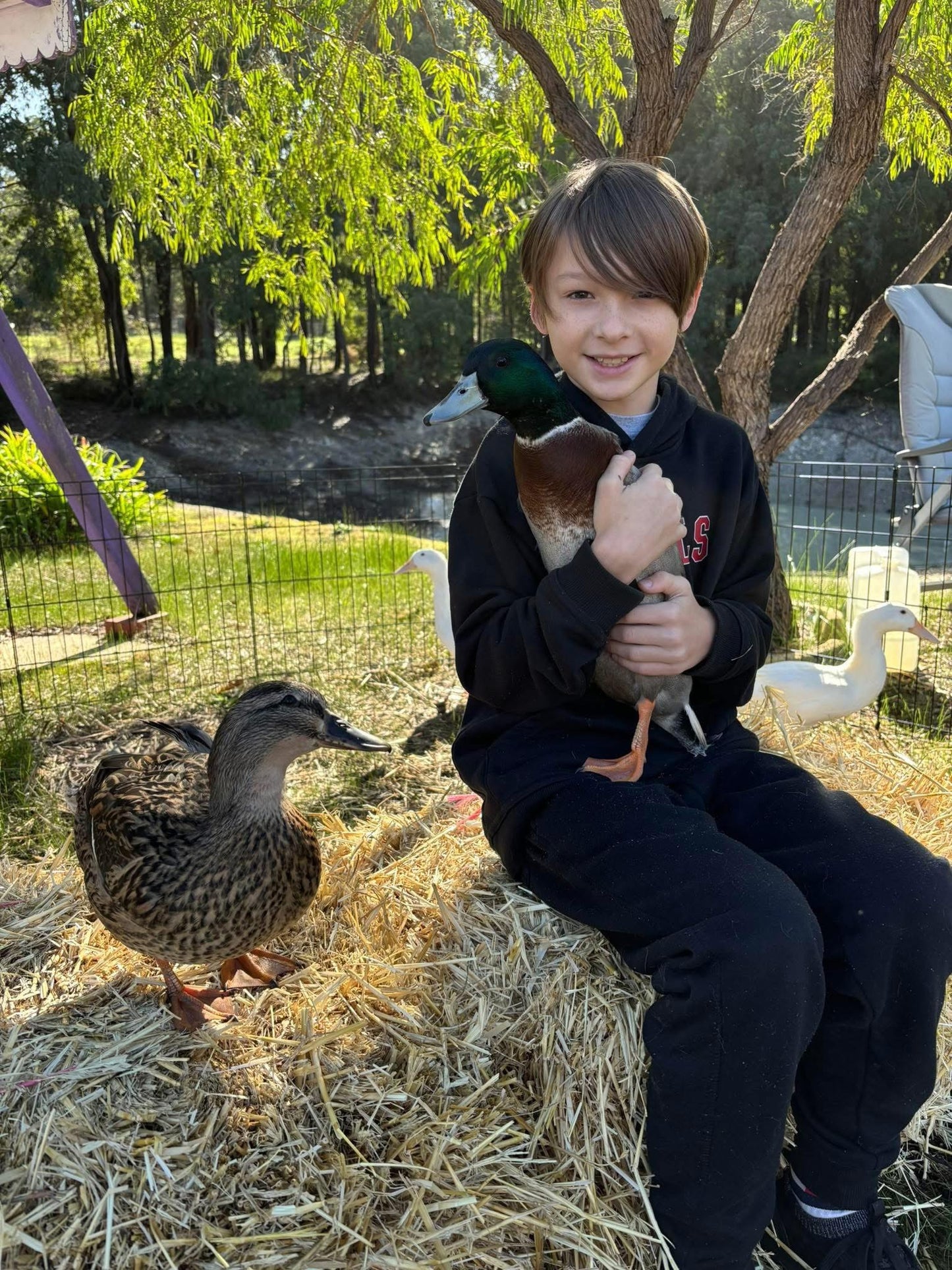 Duck Cuddle & Feed Session